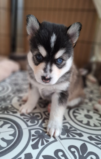 Gorgeous Pomsky puppies