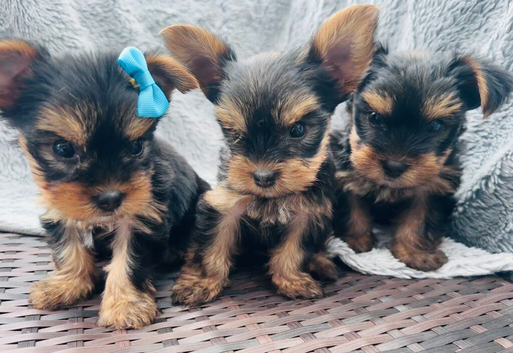 Miniature Yorkshire terrier