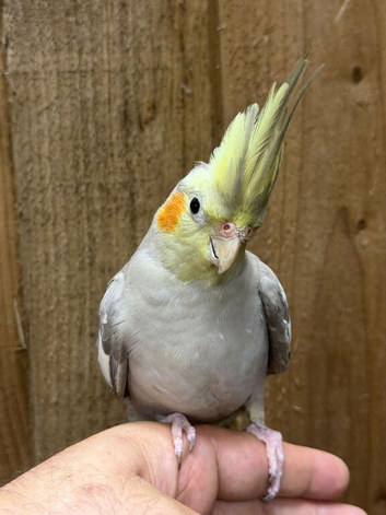 Cockatiel parrot