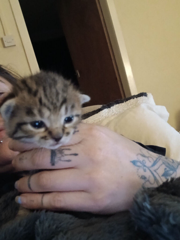 4 kittens