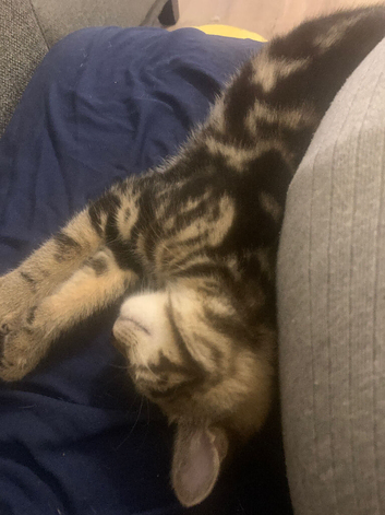 Kitten