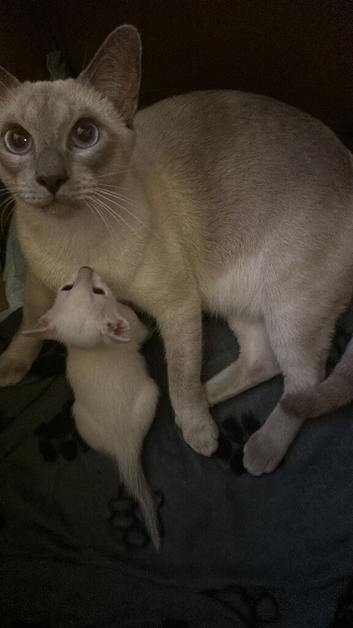 Siamese kitten