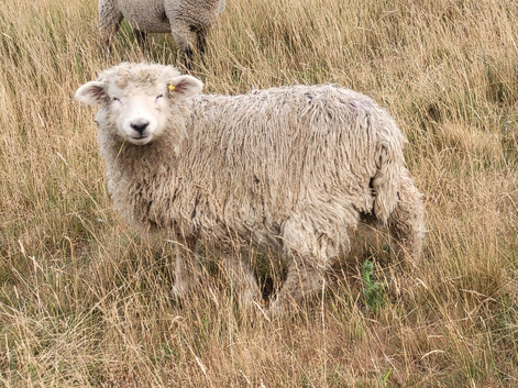 Devon and Cornwall longwool ewe lambs