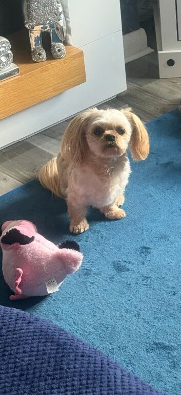 KC registered imperial Shih Tzu STUD