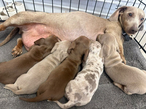 LOVELY MINIATURE DACHSHUND PUPPY FOR SALE