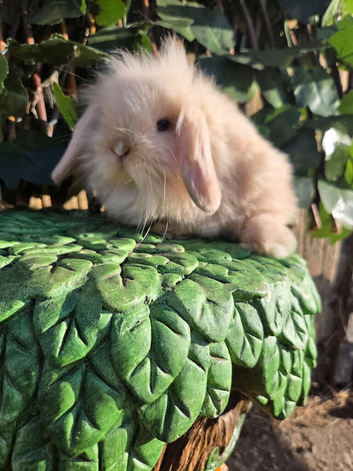 Pure mini lion lop babies