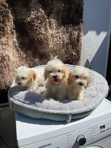 Beautiful Cavachon Puppies Available Soon