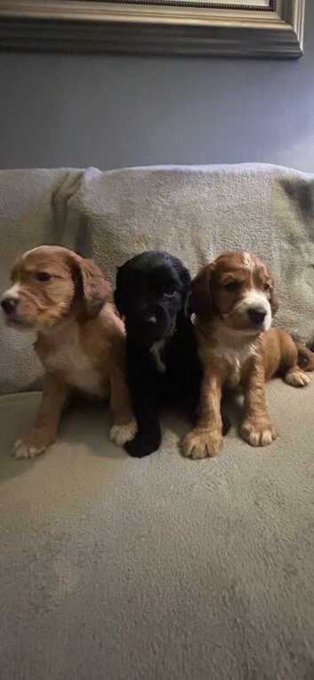 Beautiful cocker spaniel puppies