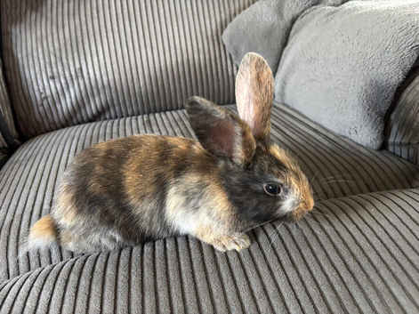 2 male lop x Rex baby bunnies