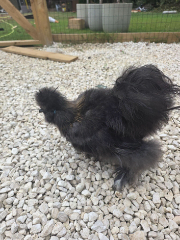 USA silkie cockerel free to good home