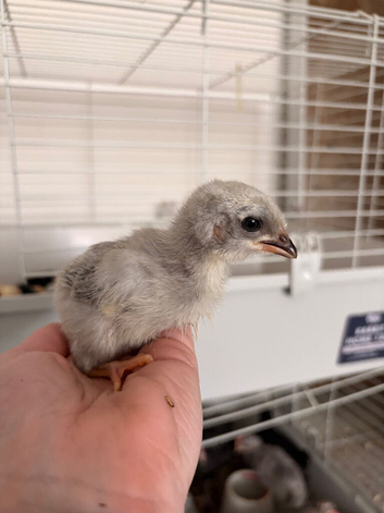 Lavender Leghorn 1 week old chicks
