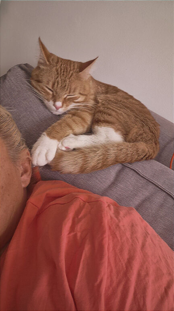 Young male cat