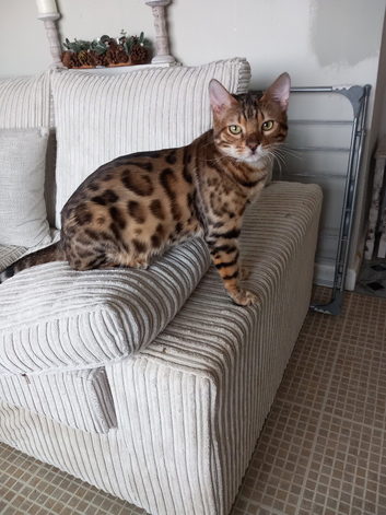 Handsome BENGAL Boy For STUD