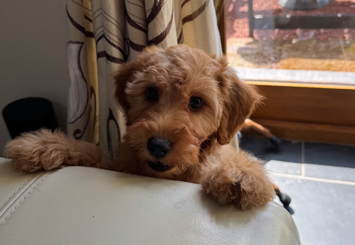 Gorgeous F1b miniature Irishdoodles