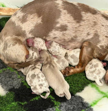 Gorgeous Isabella Dapple Miniature Dachshunds