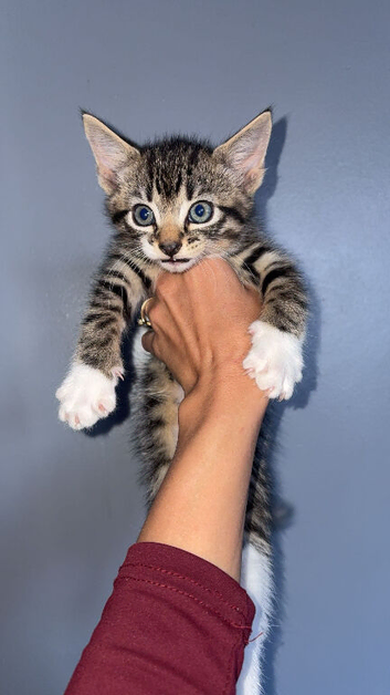 Last 2 Maine coon X kittens