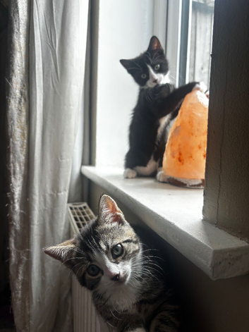 kittens