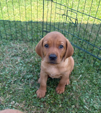 Fox red Labrador puppies for sale