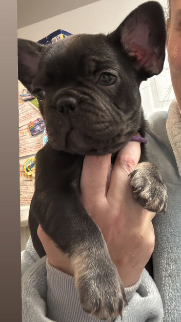 Beautiful French bulldog