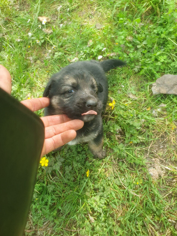 Pure bred German shepherd puppy&rsquo;s
