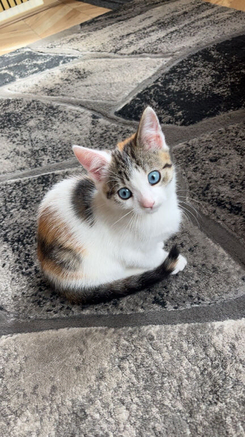 Kittens for sale