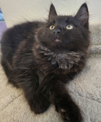Adorable fluffy Kitten Ready for Loving Home