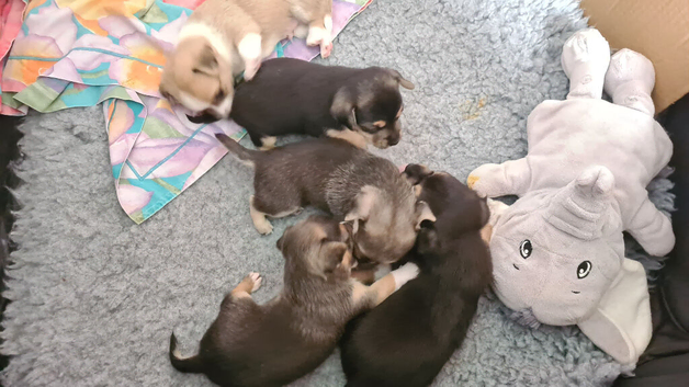 4 Boys and 1 Girl Chiuahua X