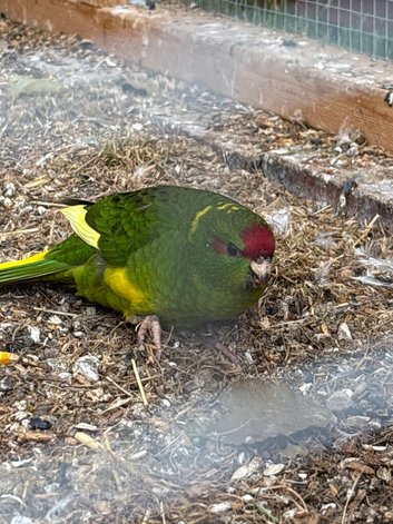 kakariki babies chicks ready to go to forever homes