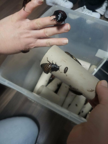 SALE Madagascar Hissing Cockroach or single adults