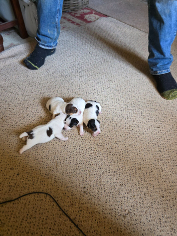 Jack Russel Puppies
