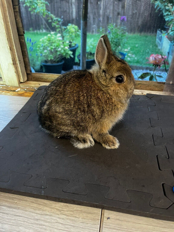 Agouti netherland dwarf buck