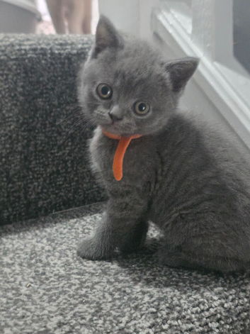 Cute British shorthair kittens
