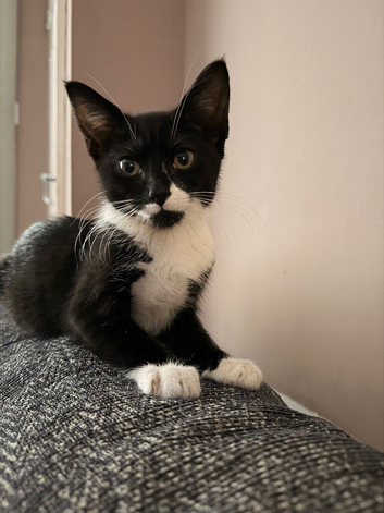 15 week old female