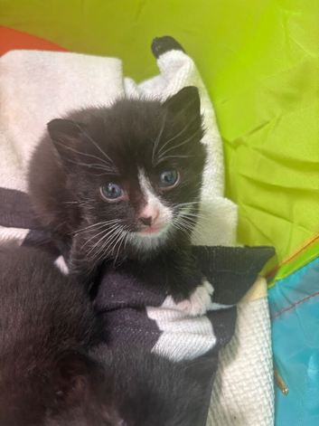 Kittens x3 black