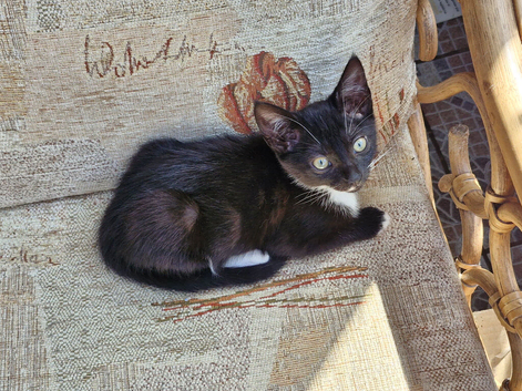 Kitten for sale