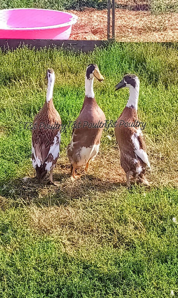 ***REDUCED***Fawn & White Indian Runner Duck Trio