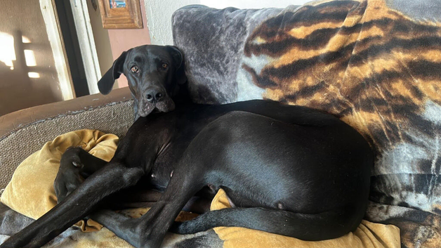 Grey dane