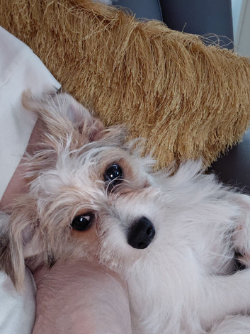 Jack russell terrier
