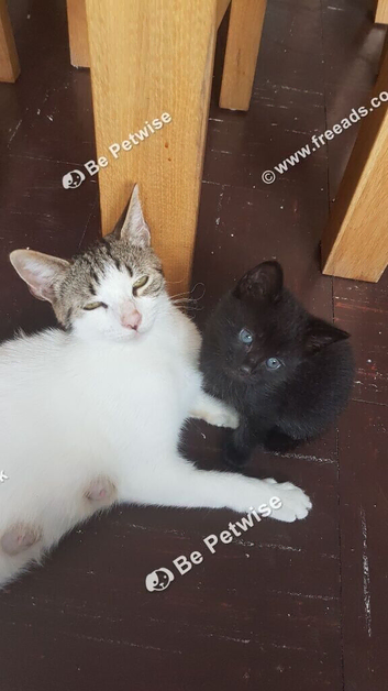 Cute 10‑week‑old kitten &mdash; ready for a new home.