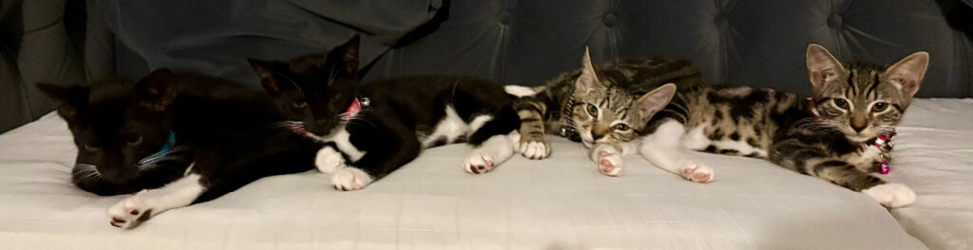 Kittens for sale