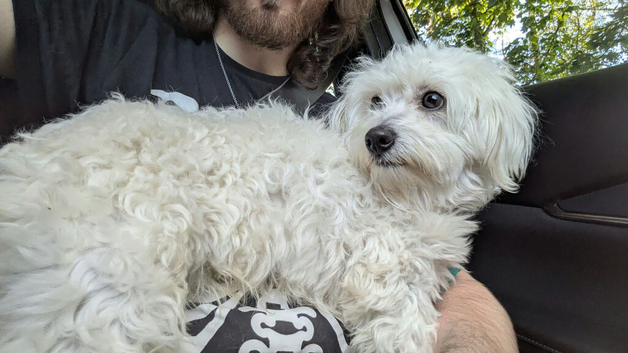 Bichon Fris&eacute; x Maltese