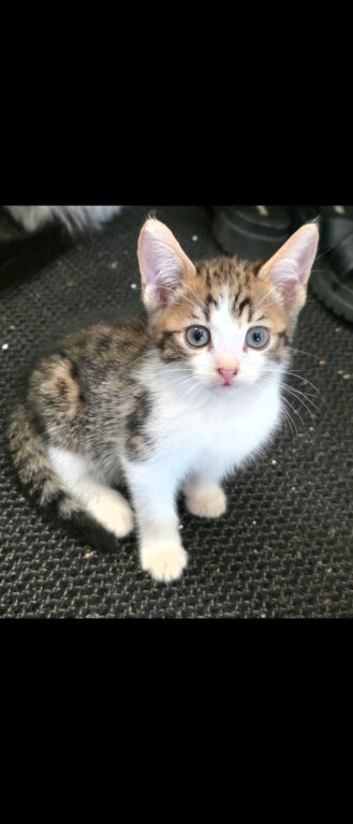 Bengal male kitten