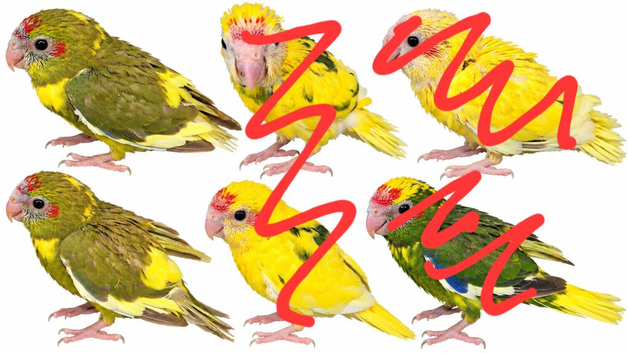 2x female kakarikis 8 weeks old