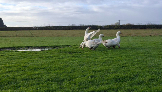Premium Large-Strain Embden Breeding Stock