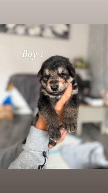 German shepard x collies