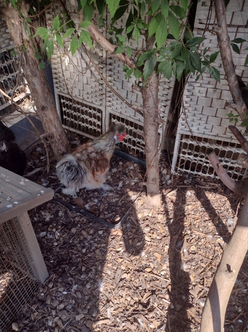 Silkie cockeral free