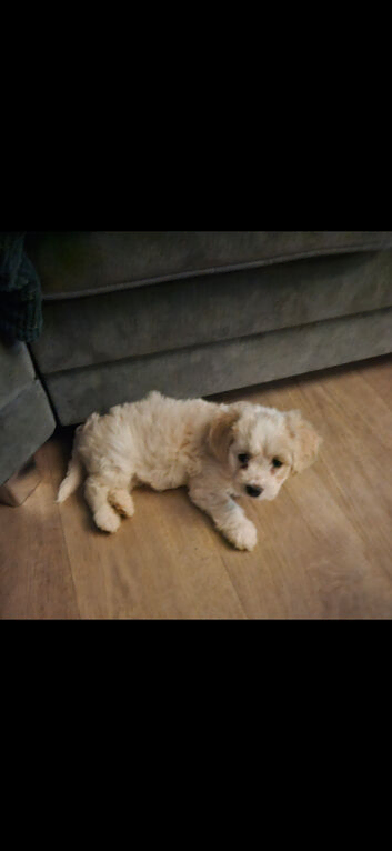 Bichon cross for rehoming
