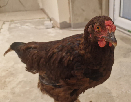 ****June Hatched*** Cockerels