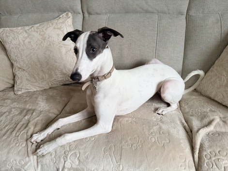 Beautiful KC Registered Female Whippet 6 month old