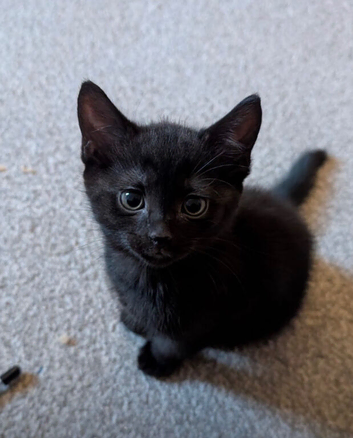 Mix breed Scottish fold straight and tortoise